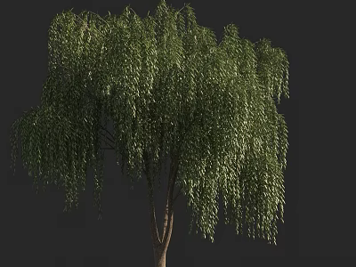 Healthy Weeping Willow Tree with Drooping Branches and Lush Green Leaves in Natural Environment 3d model
