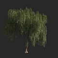 Healthy Weeping Willow Tree with Drooping Branches and Lush Green Leaves in Natural Environment