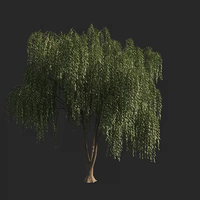 Modern Trees Street Trees Big Trees Landscape Trees Willow 3d model