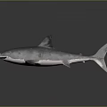 Realistic 3D Gray Shark Model With Dorsal Fin Tail Fin And Reflection On Dark Background