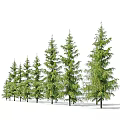 Tall Himalayan Cedar Trees In Various Views With Lush Evergreen Foliage