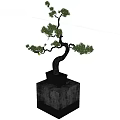 Bonsai Plant With Curved Trunk Fresh Green Leaves In Square Gray Pot On Stone Pedestal