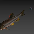 Realistic Fish Swimming With Colorful Small Ball In Gray Background