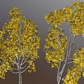 Five Trees with Various Shapes Yellow Leaves and White Trunks Against Gray Background