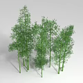 Tall Green Bamboo Plants With Lush Leaves And Natural Growth Features