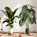 Large Leafy Indoor Potted Plants In Bright Room With Geometric Tiled Floor And Sofa