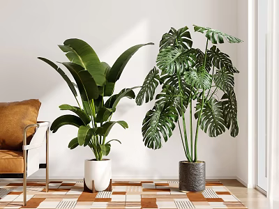 Large Leafy Indoor Potted Plants In Bright Room With Geometric Tiled Floor And Sofa 3d model