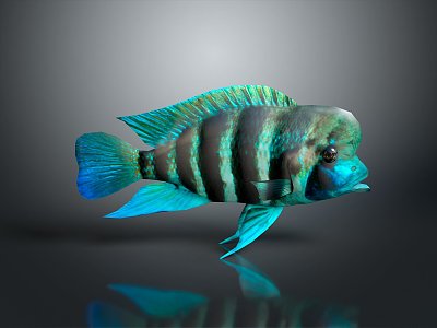 Tropical Fish Colorful Fish Burundi Ornamental Fish Aquarium Coral Fish Underwater Fish Color Fish Cartoon Fish 3d model