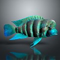 Tropical Fish Colorful Fish Burundi Ornamental Fish Aquarium Coral Fish Underwater Fish Color Fish Cartoon Fish 3d model