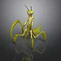 Green Praying Mantis with Long Forelegs and Slender Body on Gray Background with Reflection