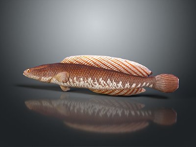 Fish Freshwater Fish Sea Fish Animal Game Animal Cartoon Animal PBR Animal Realistic Animal model