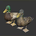 Colorful Ducks with Green Brown Heads Yellow Beaks and Feathered Bodies Standing on Dark Background with Reflection