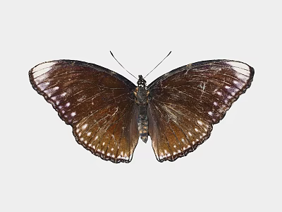 Brown Butterfly With Spread Wings And White Edges On White Background 3d model
