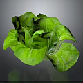 Healthy Green Lettuce With Fresh Plump Leaves And Vibrant Color On Dark Background