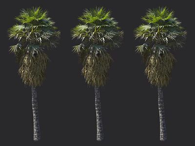Three Tall Palm Trees Featuring Lush Green Fronds and Thick Brown Trunks Displaying Natural Beauty 3d model