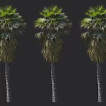 Three Tall Palm Trees Featuring Lush Green Fronds and Thick Brown Trunks Displaying Natural Beauty
