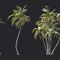Tall Green Tropical Palm Trees With Curved Trunks And Lush Fronds