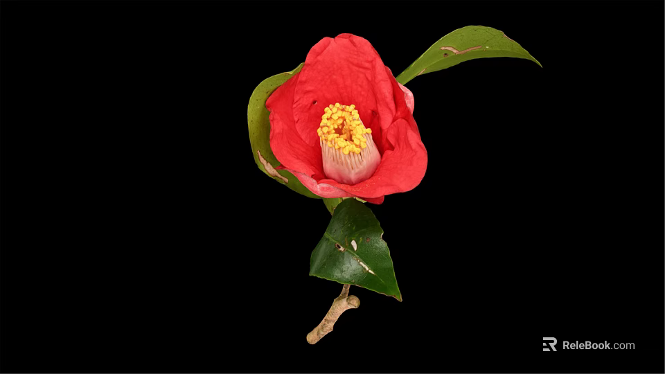 Beautiful Vibrant Red Camellia Flower With Bright Petals Yellow Center And Green Leaves On Branch 3d model 