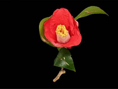 Beautiful Vibrant Red Camellia Flower With Bright Petals Yellow Center And Green Leaves On Branch 3d model