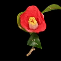 Beautiful Vibrant Red Camellia Flower With Bright Petals Yellow Center And Green Leaves On Branch
