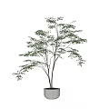 Bonsai Potted Plant With Slender Trunk And Green Leaves In White Pot