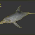 Gray Streamlined Dolphin Swimming With Shiny Body And Curved Dorsal Fin