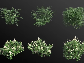 Southwest Cotoneaster New Jersey Tea Shrub Flower Tree 3d model