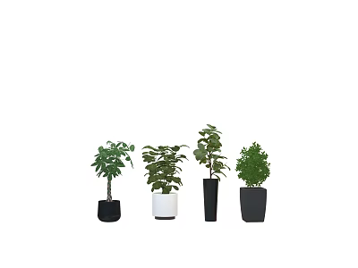Different Bonsai Plants Collection With Green Leaves And Black White Pots 3d model