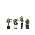 Different Bonsai Plants Collection With Green Leaves And Black White Pots