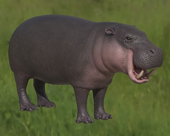 pygmy hippo pygmy hippo dwarf hippo animal 3d model