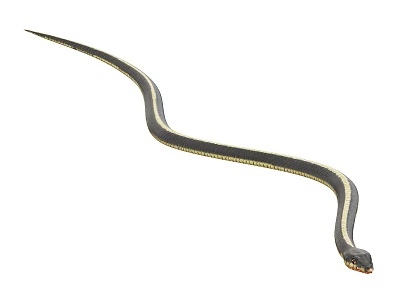 Black And Yellow Striped Reptile Snake With Curved Body On White Background 3d model