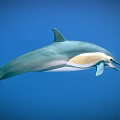 Graceful Dolphin Aquatic Animal Swimming In Blue Background With Sleek Body