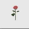 Pink and White Gradient Rose with Green Leaves and Stem on Gray Background