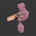 Detailed Biological Tissue System Featuring Branching Structures And Pink Cellular Clusters