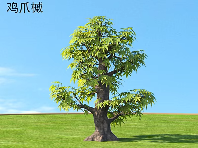 Japanese Maple Arbor With Green Leaves And Brown Trunk In Green Grass Under Blue Sky 3d model
