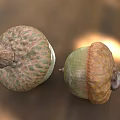 Two Green And Brown Acorns With Textured Caps In Natural Setting 3d model