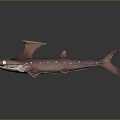 Hunger Shark Great White Shark Whale Shark Hammerhead Shark Tiger Shark Man-eating Shark Blue Shark Coral Red Coral 3d model