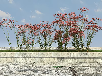Pink Flowers Growing On Stone Surface Under Blue Sky With White Clouds 3d model