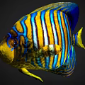 Colorful Tropical Fish With Blue Yellow Orange Stripes And Vibrant Body