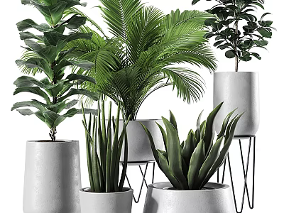Various Green Potted Plants with Different Shapes Heights and White Pots on Metal Stands 3d model