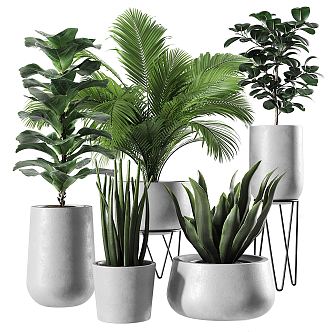 Modern Potted Plant Green Plant Ornaments Flower Pot Indoor Potted Plant Bonsai Indoor Green Plant Potted Plant Combination Scatter Kwai Banana Leaf Fleshy 3d model