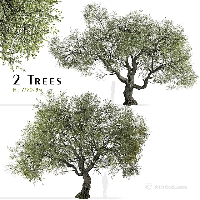 Functional Tree Pit Design With 2 Trees Measuring 7.750 8m Height 3d model 