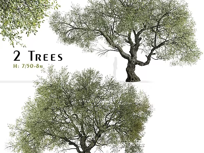 Functional Tree Pit Design With 2 Trees Measuring 7.750 8m Height 3d model