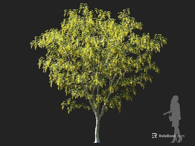 Tall Deciduous Arbor With Lush Yellow Drooping Foliage And Human Silhouette For Scale 3d model 