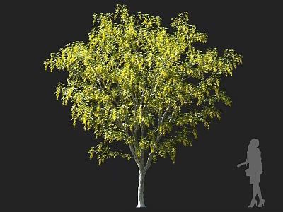 Tall Deciduous Arbor With Lush Yellow Drooping Foliage And Human Silhouette For Scale 3d model
