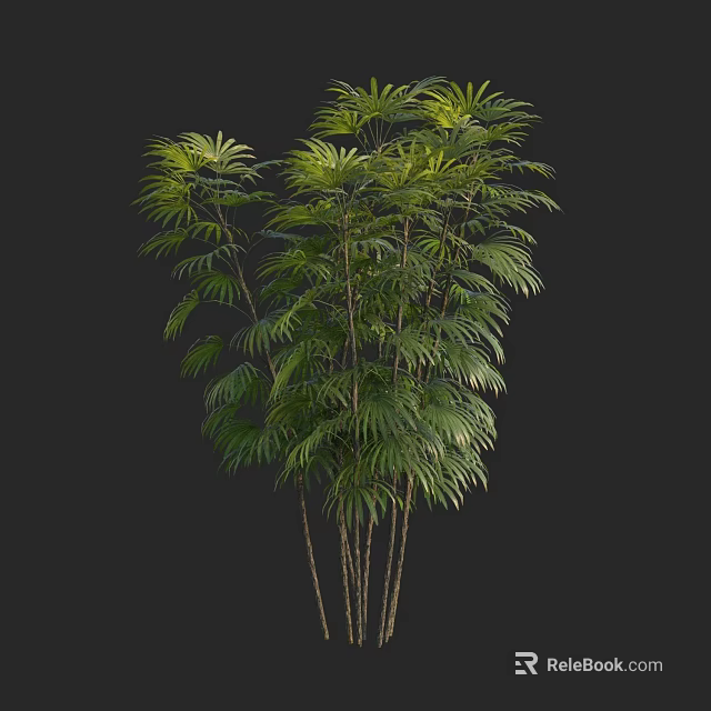 Tall Lush Arbor With Green Pinnate Leaves And Multiple Thin Trunks 3d model 
