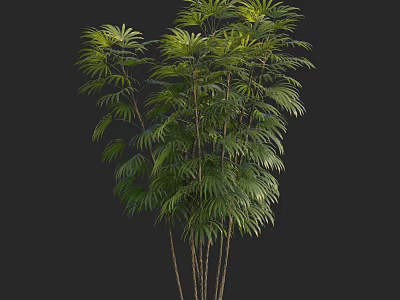Tall Lush Arbor With Green Pinnate Leaves And Multiple Thin Trunks 3d model