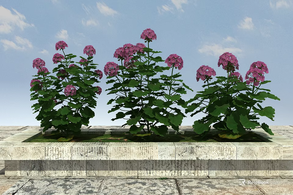 Pink Hydrangea Flowers In Stone Planter With Blue Sky Background 3d model 