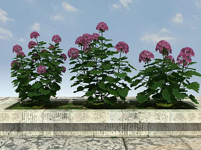 Pink Hydrangea Flowers In Stone Planter With Blue Sky Background 3d model