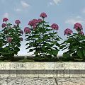 Pink Hydrangea Flowers In Stone Planter With Blue Sky Background